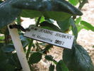 Madame Jeannine Joubert rose photo