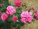 Madame Jeannine Joubert rose photo