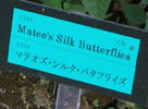 Mateo's Silk Butterflies rose photo