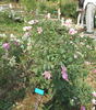 Mateo's Silk Butterflies rose photo