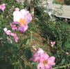 Mateo's Silk Butterflies rose photo