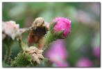 d'Arcet rose photo