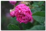 d'Arcet rose photo