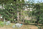 Shin-Setsu rose photo