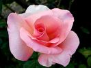 Summer Lady ® rose photo