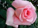 Summer Lady ® rose photo