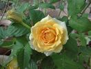Golden Freelander rose photo