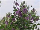 Pamiat Serdtsa clematis photo
