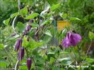 Pamiat Serdtsa clematis photo