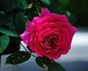 Tower Bridge rose photo