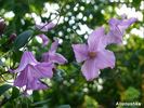 Alionushka clematis photo