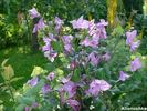 Alionushka clematis photo