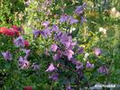 Alionushka clematis photo