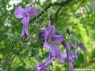 Pamiat Serdtsa clematis photo