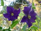 Viola clematis photo