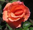 Enchanted Autumn rose photo