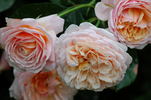 Parfum d'Orléans rose photo