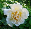 Jitka rose photo