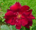 Oskar Scheerer rose photo