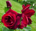Oskar Scheerer rose photo