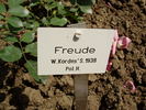 Freude rose photo
