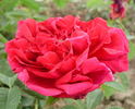 Directeur Alphand rose photo