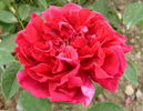 Directeur Alphand rose photo