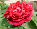 Duhamel Dumonceau rose photo