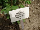Duhamel Dumonceau rose photo