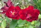 Tschernowa Ukraijna rose photo