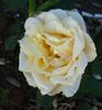Barbara Richards rose photo