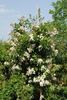 Louis' Rambler rose photo