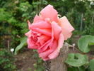 Apotheker Franz Hahne rose photo