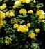Woodstock rose photo