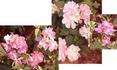 Angel Wings rose photo