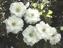 White Simplicity ® rose photo