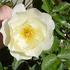 White Simplicity ® rose photo