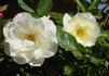 White Simplicity ® rose photo