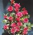 Elizabeth Abler rose photo