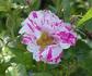 Jan Steen rose photo