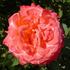 Fascination rose photo