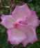 Columbia, Cl. rose photo