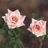 Big and Beautiful rose photo