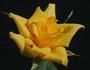 Chloe's Star™ rose photo