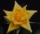 Chloe's Star™ rose photo