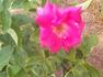 Reine Olga de Wurtenberg rose photo
