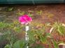 Reine Olga de Wurtenberg rose photo