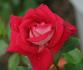 Cherry Cordial rose photo
