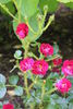 Fuzzy Wuzzy Red rose photo