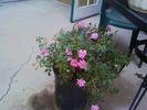 Itty Bitty Pink rose photo